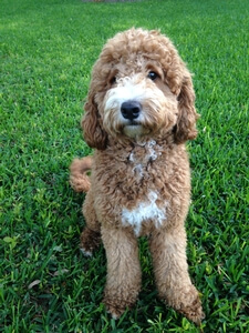 Australian Labradoodle - Duke